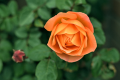 レディエマハミルトン