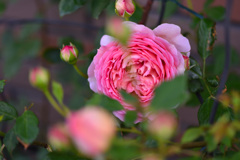 秋バラが咲いた　13