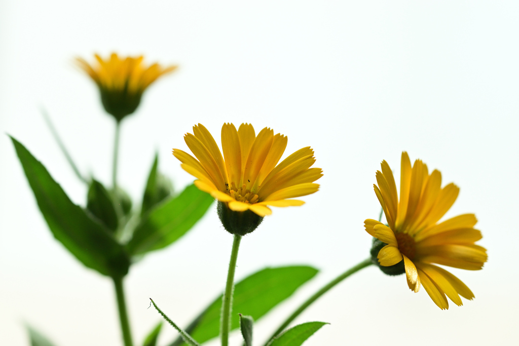 散歩道をコンプリート 14