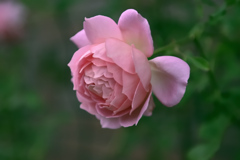 咲き進む秋バラたち ⑳