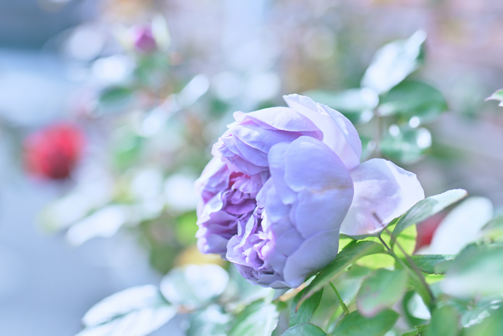 最終盤のバラたち