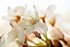 Spring has come! 27