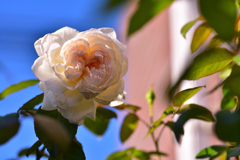 秋バラが咲いた　2