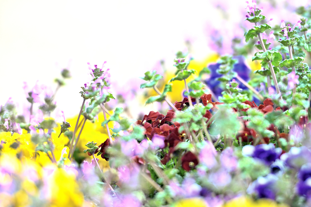 ガーデンカメラ