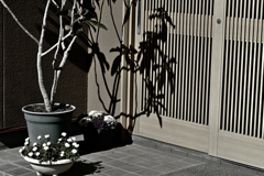 春をほのめかすような日