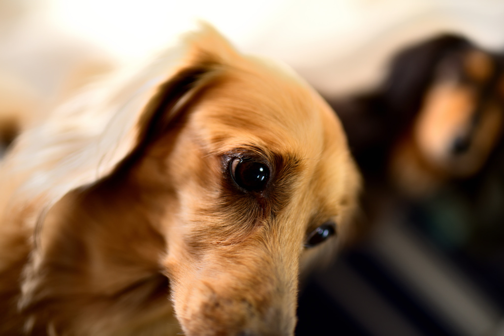 日曜日はダックス