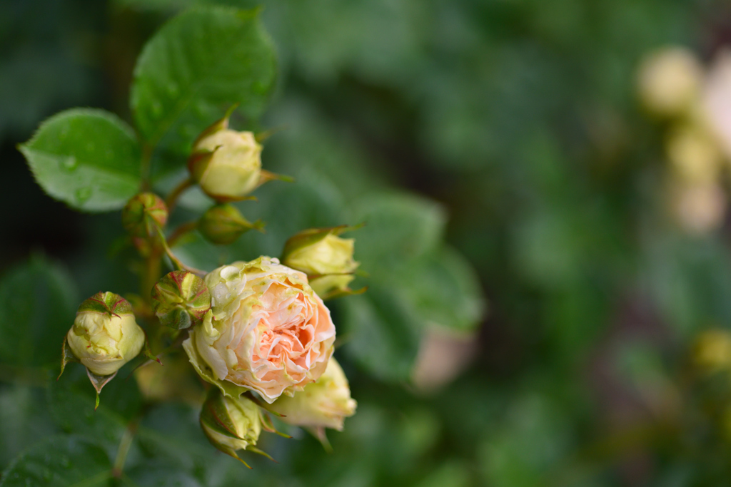 名は体を表すパラ