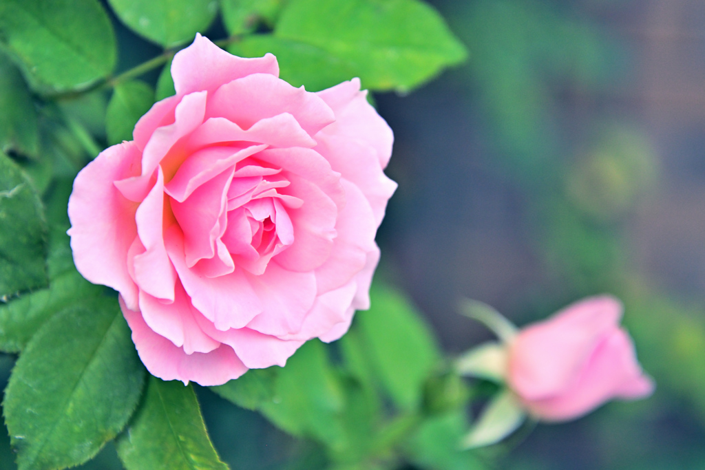 咲き進むバラたち 39