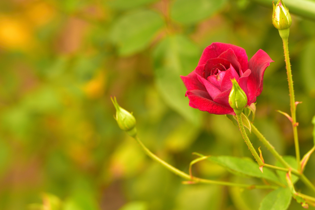 秋バラが咲いた　11