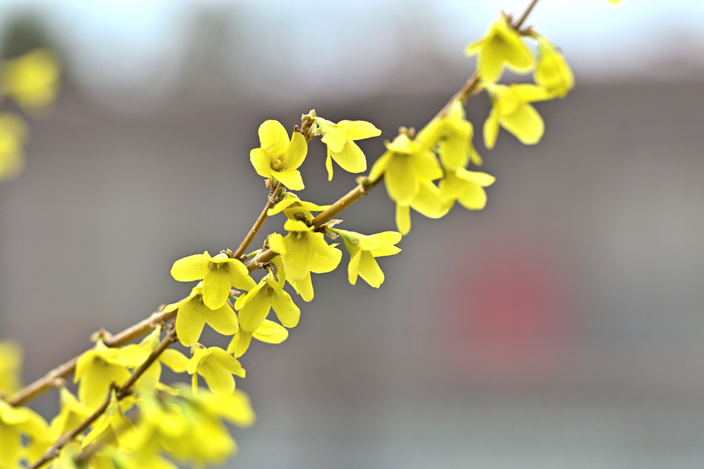 Spring has come! ⑬