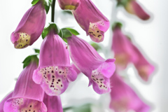 窓辺でジギタリス