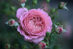 My rose 25