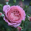 My rose 25