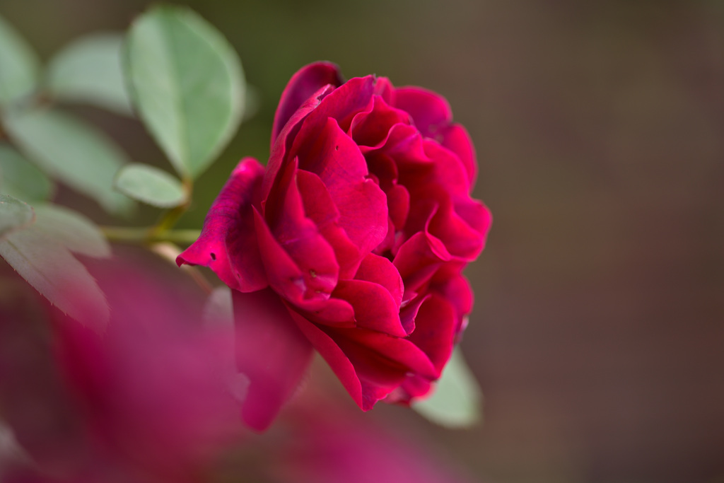 秋バラが咲いた　6