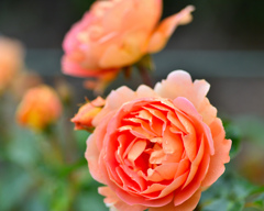 思いで深いバラ