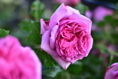 ローズポンパドゥール