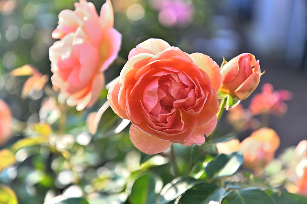 咲き進むバラたち 30