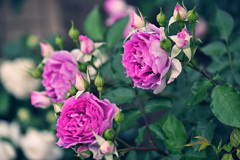 My rose 14