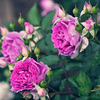My rose 14