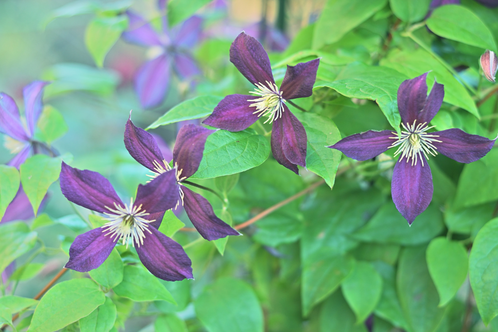 自己満photo/6月