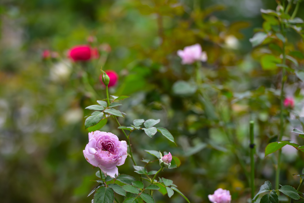 秋バラが咲いた　7