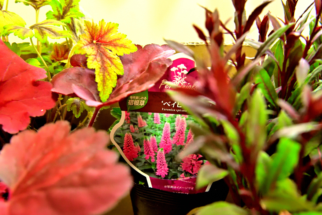 ガーデンカメラ