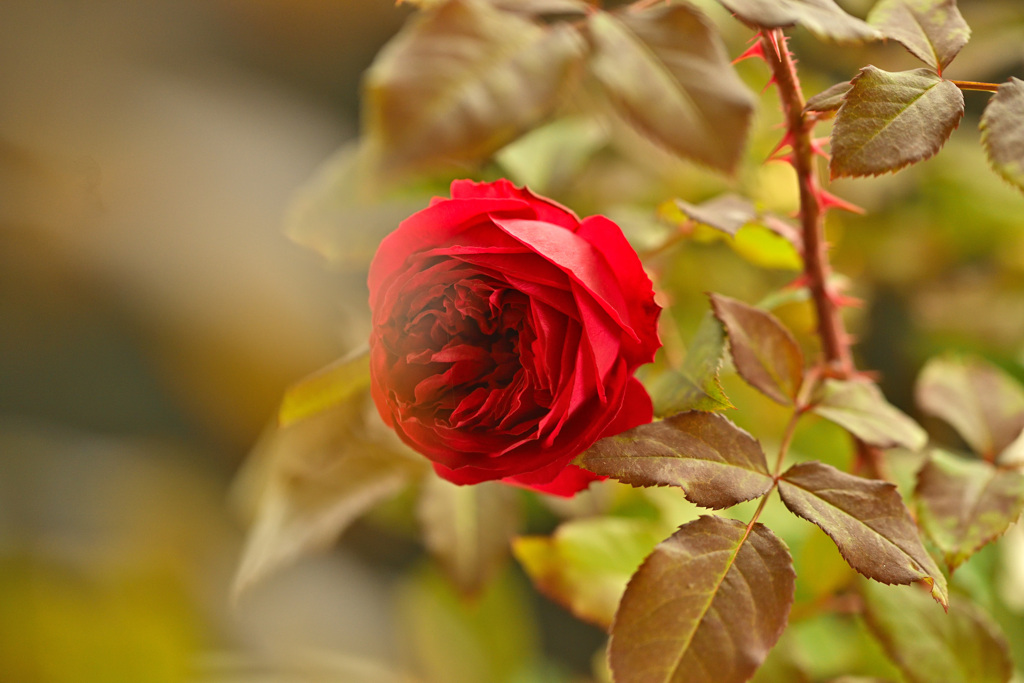 咲き進む秋バラたち