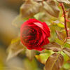 咲き進む秋バラたち