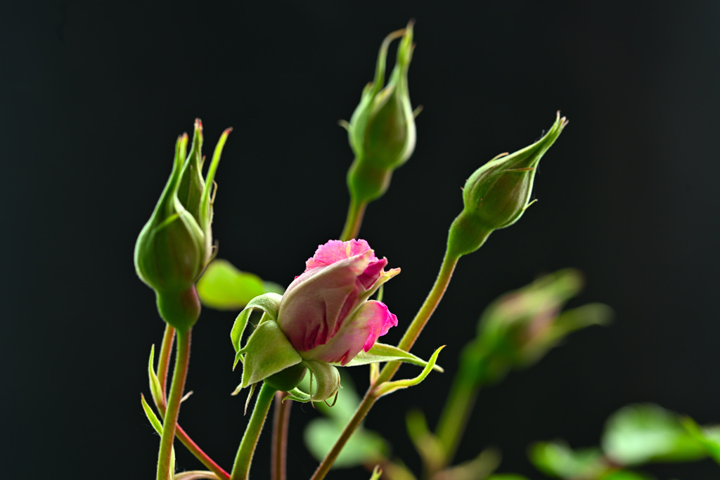 My rose 1