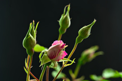 My rose 1