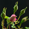 My rose 1