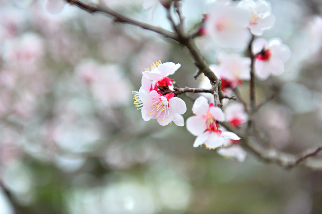 桜にバトンが渡る前に ②