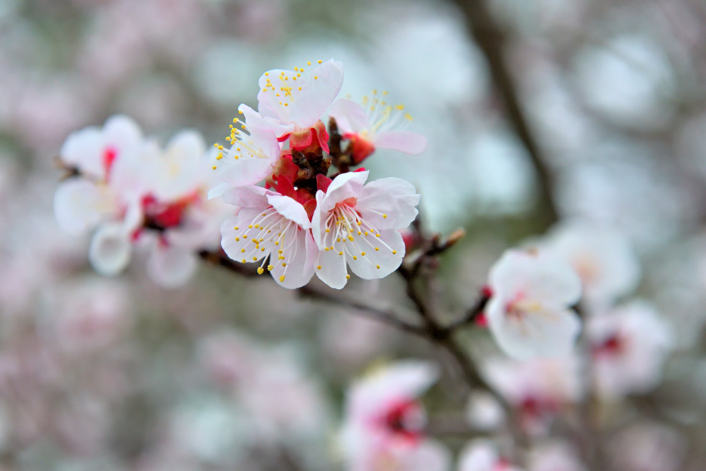 桜にバトンが渡る前に ①