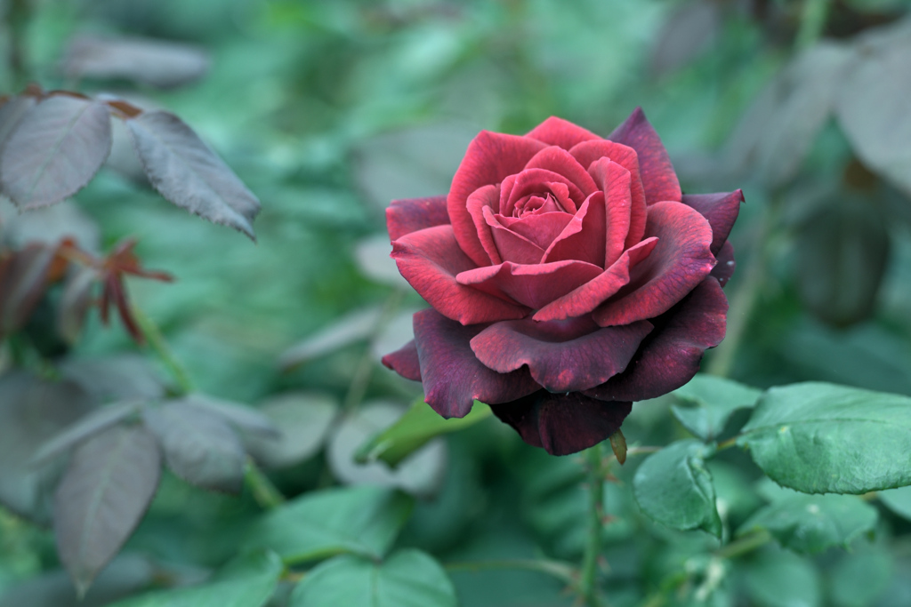 咲き進む秋バラたち 22