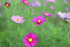 秋桜揺れる頃 3