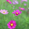 秋桜揺れる頃 3
