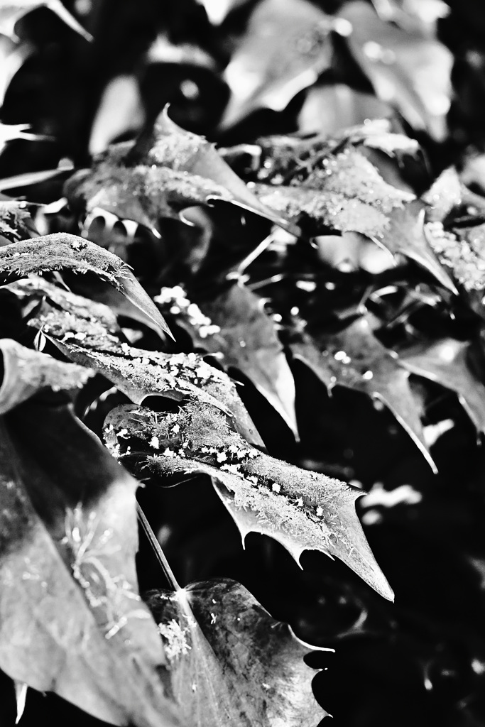 木偏に冬と書いて