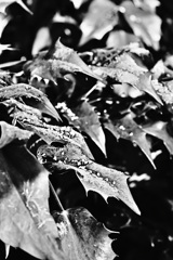 木偏に冬と書いて