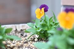 ガーデンカメラ