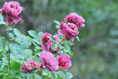 My rose 18