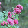 My rose 18