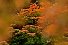 自己満photo/11月