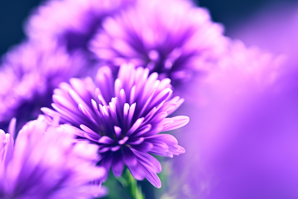 見納めの宿根アスター