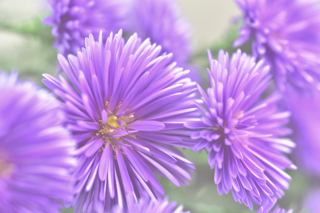 晩秋に映えるエゾギク