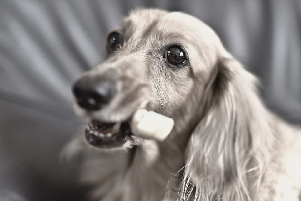 日曜日はダックス