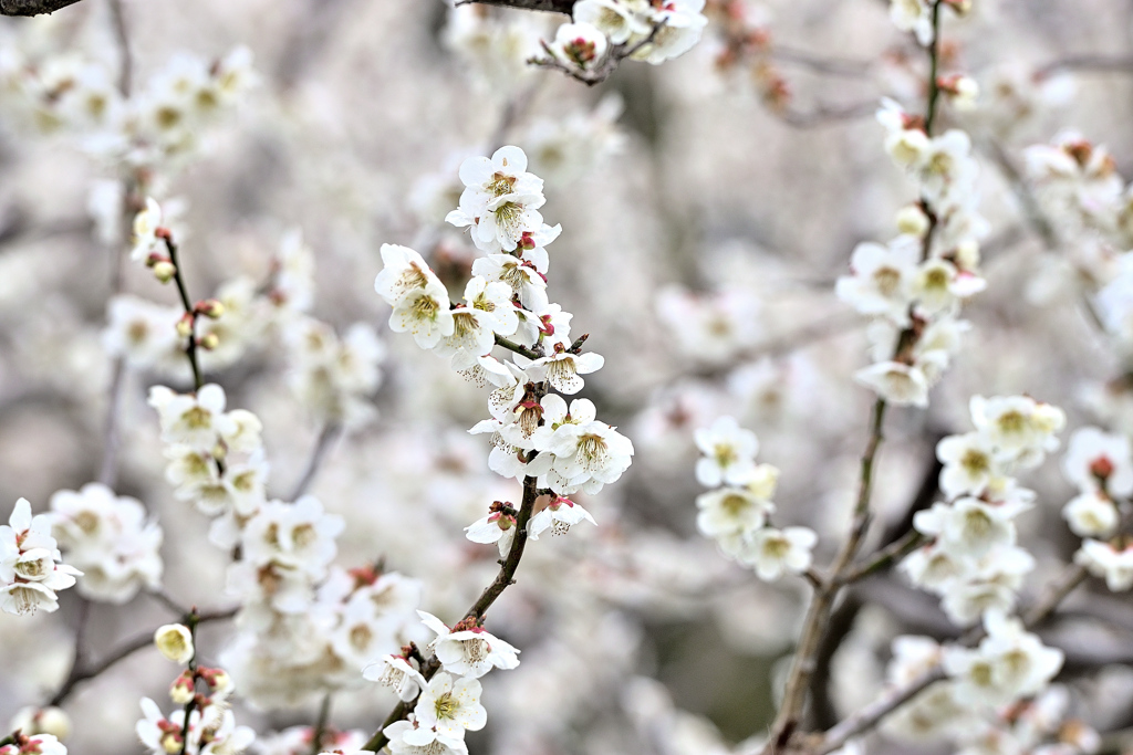 Spring has come! ⑫