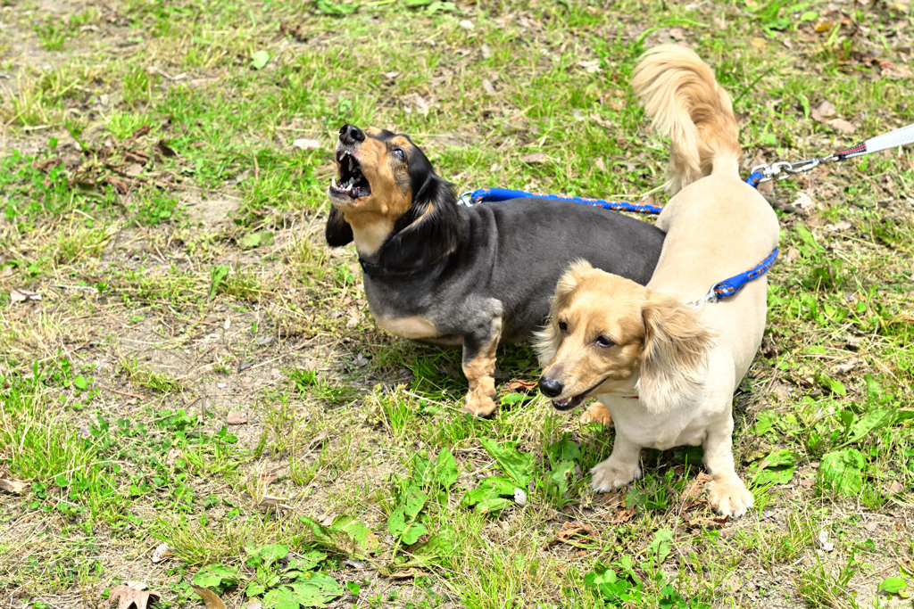  社会性のない犬達