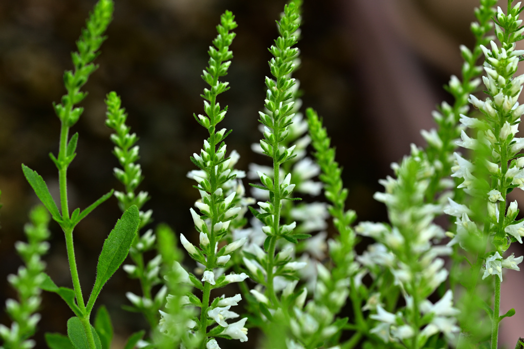 ベロニカ ベイビーホワイト