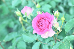 咲き進む秋バラたち 25