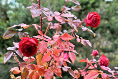 赤々と紅葉する赤いバラ